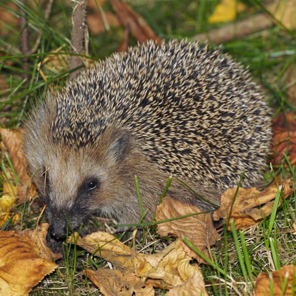 Wärmflaschenhülle IGEL – Bild 2
