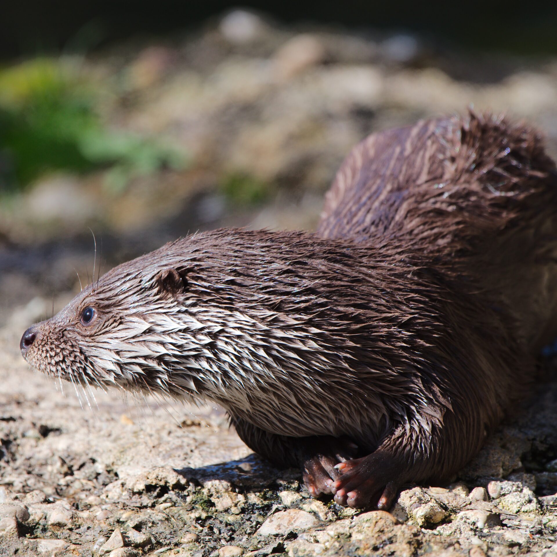 Schal FISCHOTTER – Bild 2